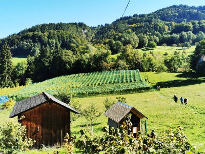 Hohe internationale Auszeichnung für „Weinbaukollektiv West“ in Batschuns