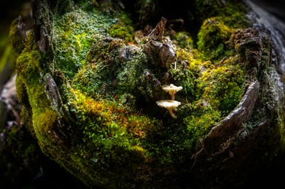 Naturvielfalt in Zwischenwasser - Das geliebte Leben und der Tod: Totholz und Magerwiesen in der Amatlina-Vita